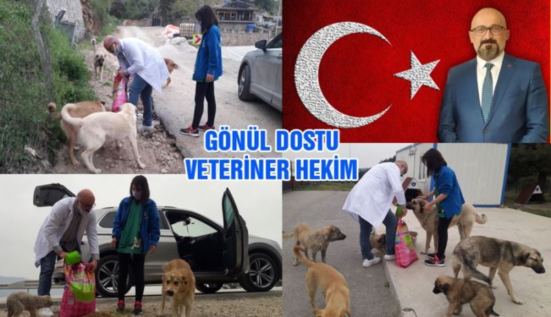 Veteriner Hekim Alkan  sahipsiz sokak hayvanlarına mama dağıttı