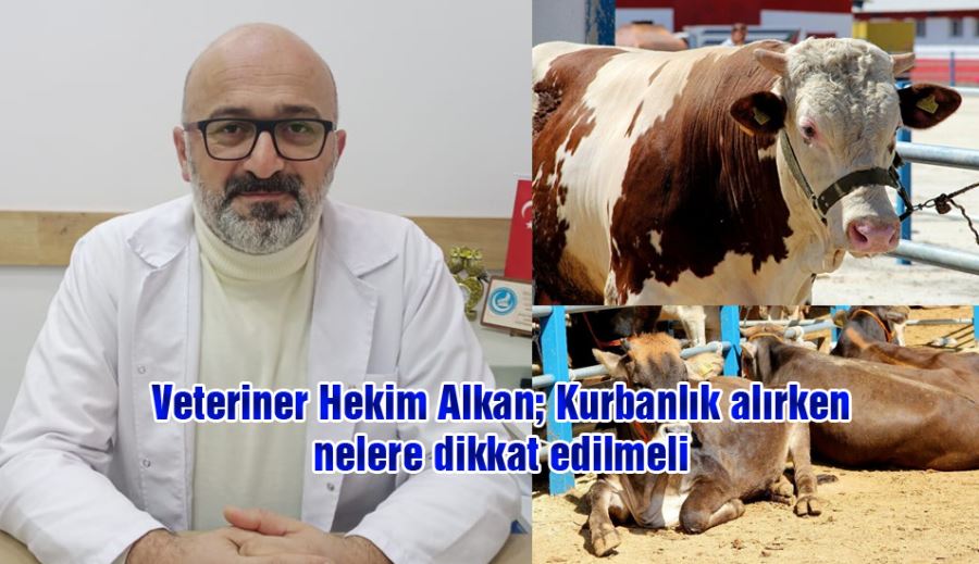 Veteriner Hekim Alkan; Kurbanlık alırken nelere dikkat edilmeli