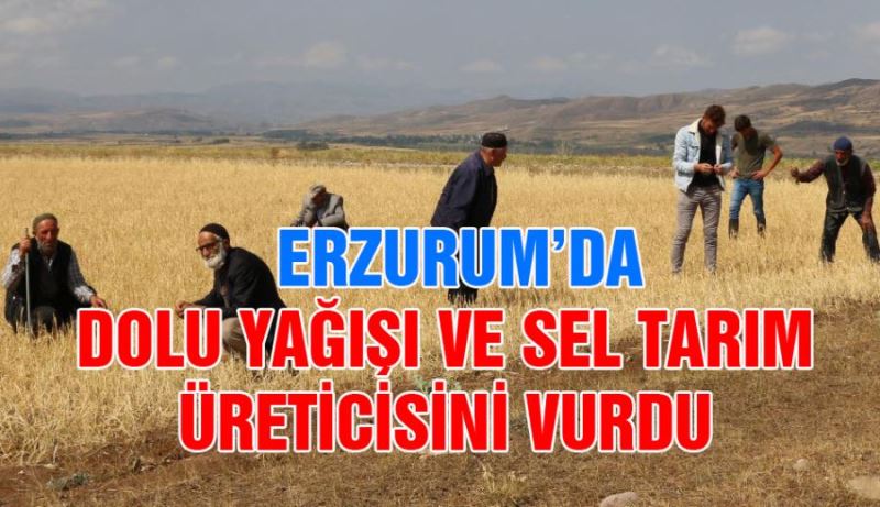 ERZURUM’DA   DOLU VE SEL TARIM ÜRETİCİSİNİ VURDU