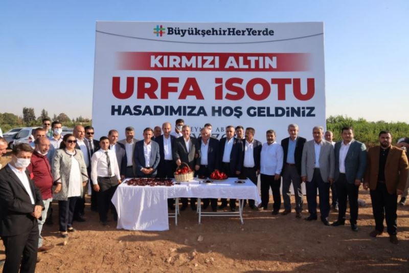 Kırmızı Altın Urfa İsotunda Hasat Zamanı