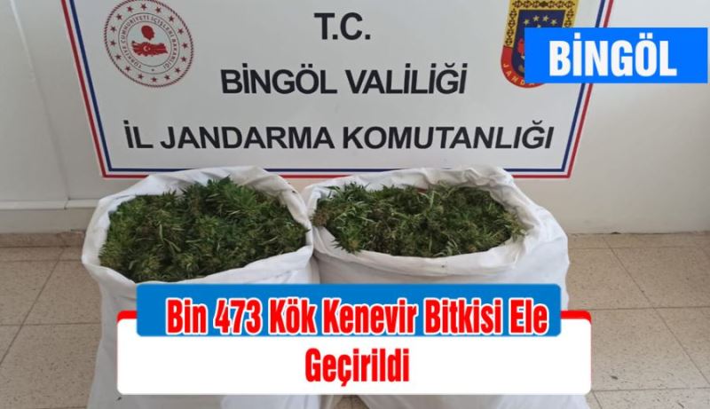 Bingöl’de Bin 473 Kök Kenevir Bitkisi Ele Geçirildi