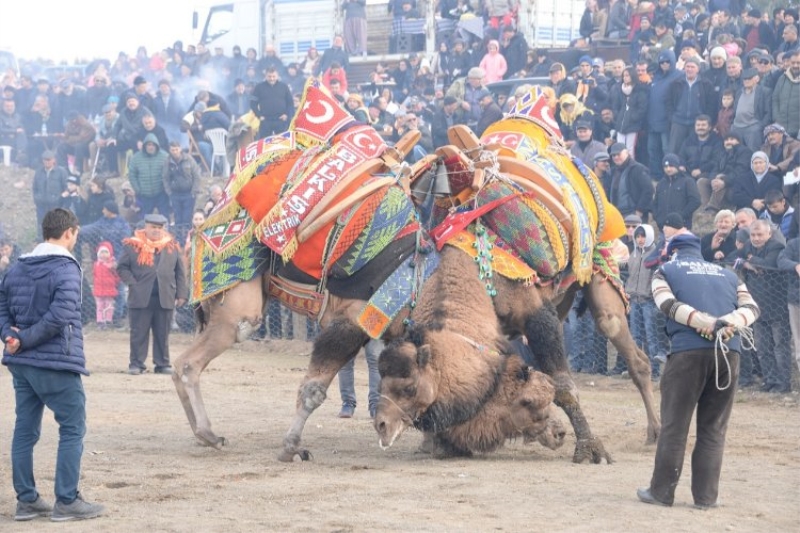 Develer Bergama