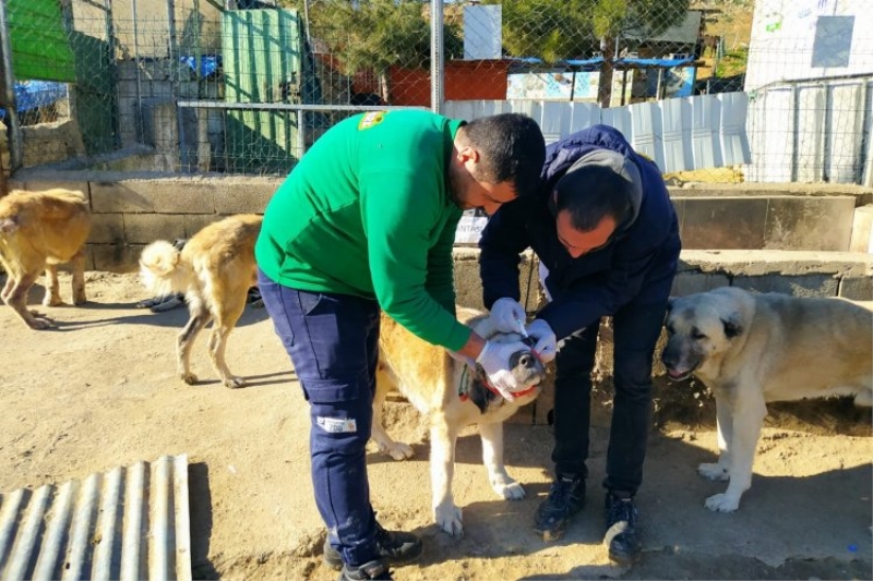 Gaziantep depremde zarar gören can dostlarını da unutmadı