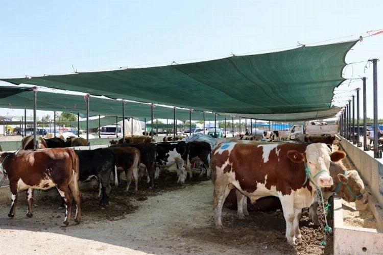 Selçuklu’da kurban satış ve kesim yerleri belli oldu