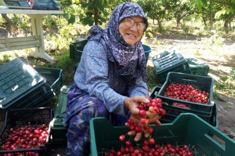 Çeribaşı Kiraz Hasat Şenliği bugün yapılacak