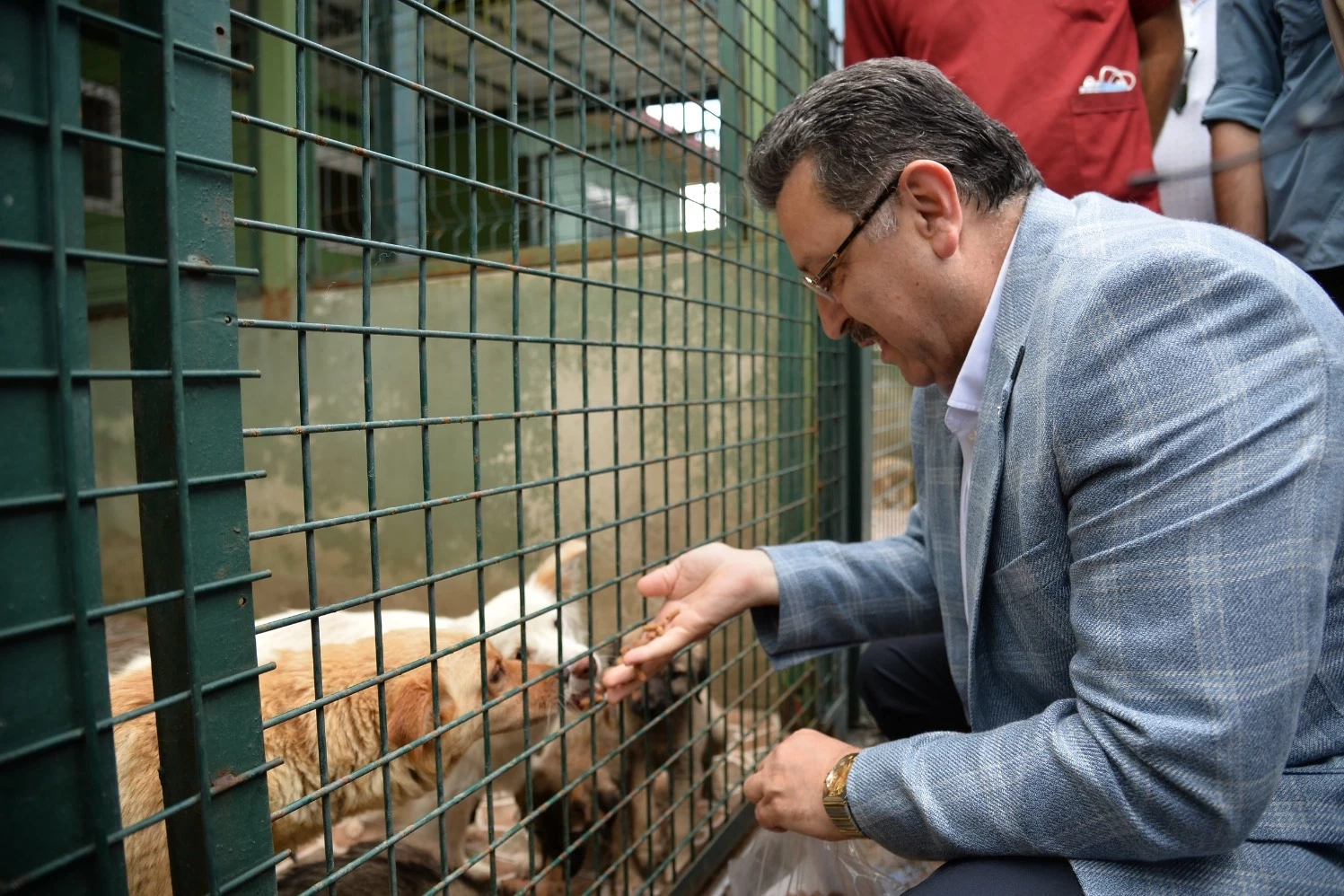 Trabzon sahipsiz köpek sorununda örnek olacak