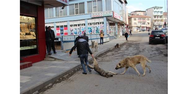 KÖPEKLERE İŞKENCEYE VALİLİK SORUŞTURMASI