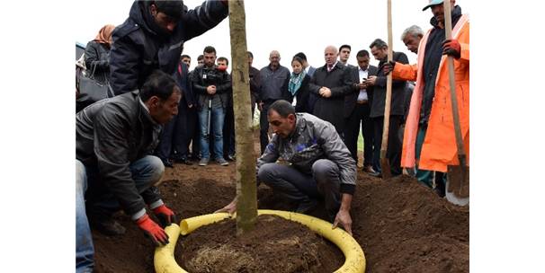 BÜYÜKŞEHİR, YAZ MEVSİMİNDE 40 BİN AĞAÇ DİKECEK