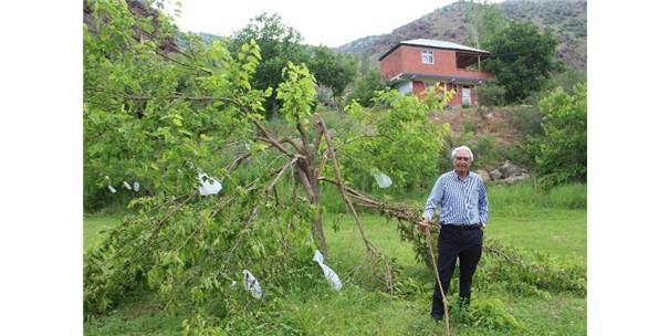 AYILAR DUT AĞAÇLARINA DADANDI