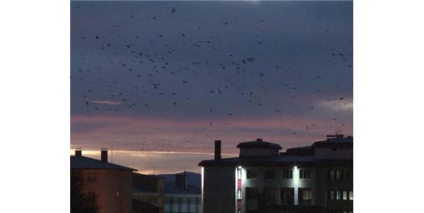 Erzurum`da Yüksek Kesimlere Kar Düşmesiyle Kuşların Da Göçü Başladı