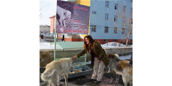 Çat Belediyesinden Sokak Hayvanları İçin Mama İstasyonu