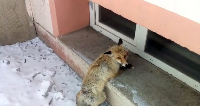 Köpeklerin saldırısına uğrayan tilki, okul bahçesine sığındı