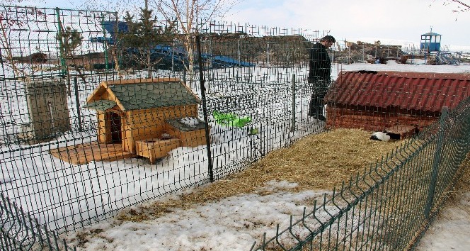 14 Şubat Sevgililer Gününde tavşan almayın