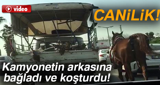 Canilik! Kamyonetin arkasına bağladı ve koşturdu