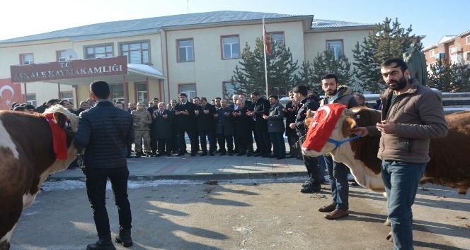 Aşkale?den Afrin?deki Mehmetçiğe 2 adet tosun gönderdiler