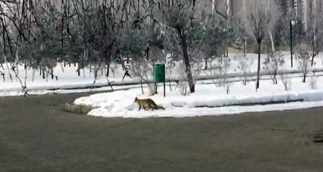 Aç kalan tilki şehre indi