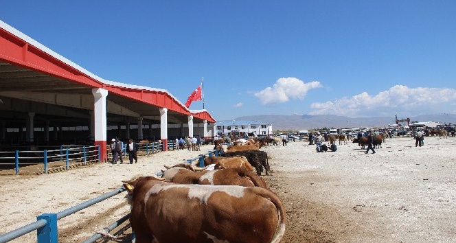 Erzurum?dan batıya kurban sevkiyatı başladı